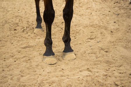horse hooves and dirt ground in ranch paddock space backgroundの写真素材