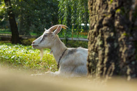 goat animal portrait in zoo area in meadow park outdoor environment morning time lightingの写真素材