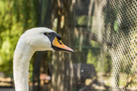 farm swan animal portrait looking at camera in outdoor park natural environmentの写真素材