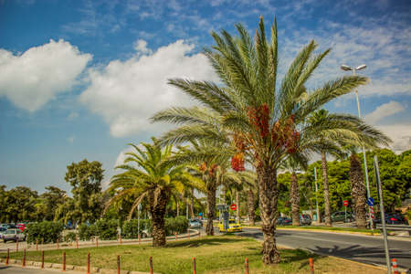 south country vivid landmark street view with car road and palms near tropic Mediterranean sea in...