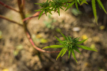soft focus cannabis leaves of medicinal and narcotic plant in wilderness garden natural environment copy spaceの写真素材
