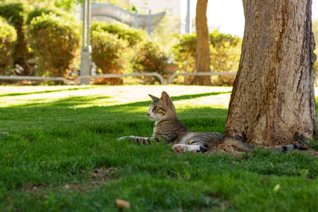 laying cat under tree in sunny bright park outdoor nature environment summer time bright weather day, homeless animalの写真素材