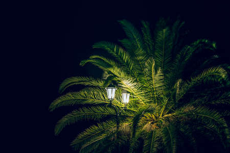 night outdoor tropic park scenic local landscape of palm tree in street lantern illumination light copy spaceの写真素材