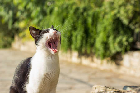 yawning cat portrait after wake up in park outdoor urban street unfocused environment, copy space for your text hereの写真素材