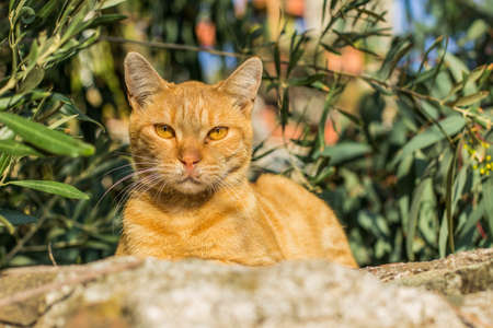 red calm cat portrait in back yard garden street natural environment green background spaceの写真素材