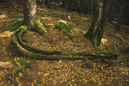 forest tree root wood land nature environment autumn time moody season weather falling leaves ground...