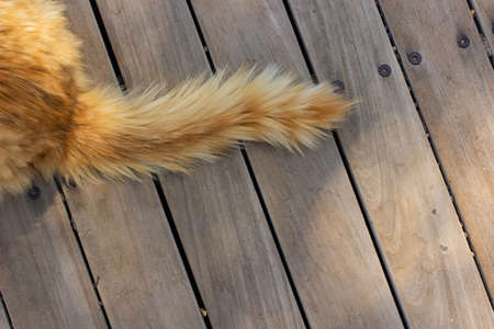 cat tail red wool on wooden deck floor textured background surface wallpaper animal theme photography copy spaceの写真素材