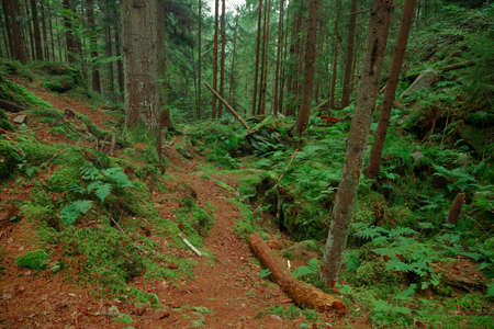 vivid colorful forest landscape green foliage and brown ground spring time blossom season nature...