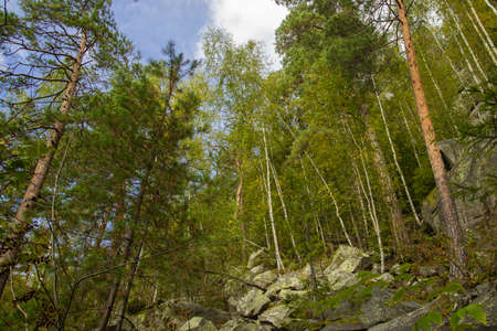 north America pine forest rocky highland landscape scenic environment national park foreshortening from below in spring timeの写真素材