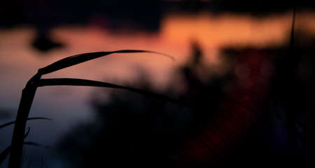 abstract unfocused outside picture plant leave silhouette shape black background space with glare from rays of light and purple color copy spaceの写真素材