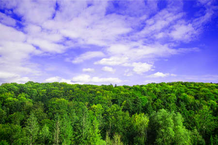 nature wallpaper idyllic background forest landscape top of trees horizon scenic view with cloudy blue sky vivid colors and empty copy space for your text hereの写真素材