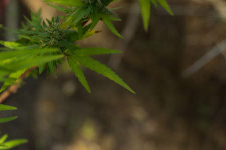 soft focus cannabis leaves of medicinal and narcotic plant in wilderness garden natural environment space for copy or text hereの写真素材