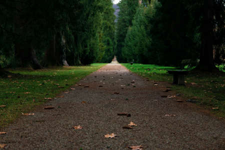 park outdoor trail ground soft focus perspective textured surface alley way between green foliage trees in shadow of twilight morning without people hereの写真素材