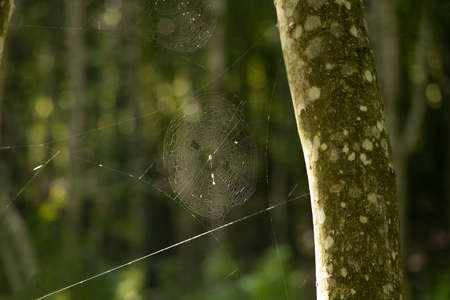 spider web threads insect animal soft focus object hanging on a tree in forest wilderness blurred unfocused nature environment spaceの写真素材