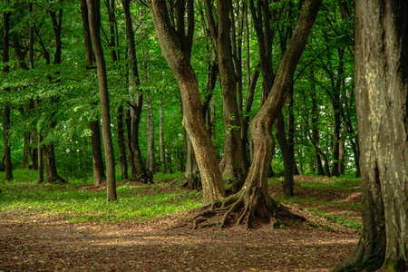 picturesque forest landscape fairy tale nature vivid color scenic environment outside space spring season weather time green foliage spaceの写真素材