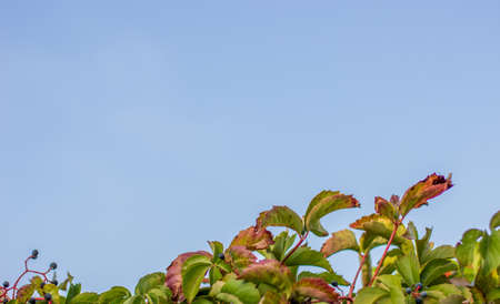 green leaves and empty blue sky background for copy space for your text hereの写真素材