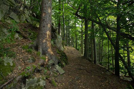moody mountain forest rocky trees dark nature environment with dirt lonely trail wilderness space