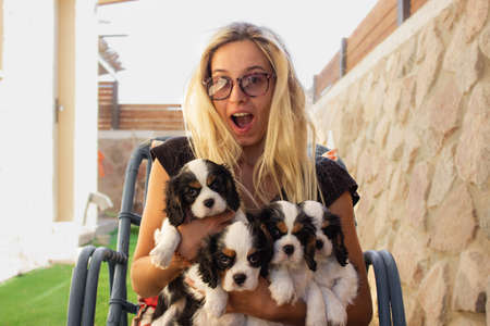 glad woman expression face portrait hold four adorable King Charles Cavalier puppies in hand outside yard space sunny lighting background spaceの写真素材