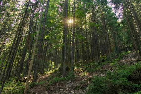 vivid colorful mountain pine forest fairy tale landscape sun rise morning time with glare and rays...