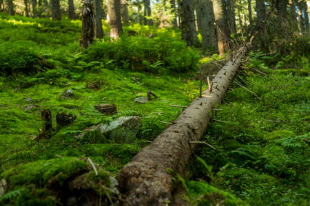 soft focus forest local scenic environment view felling of tree center of composition surrounded by...
