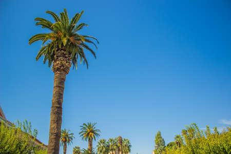 palm tree branches and leaves on blue sky background tropic garden environment, copy space for your...
