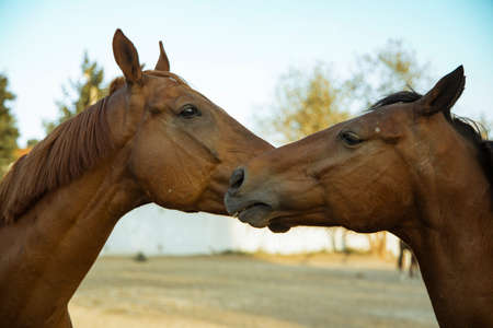 two horses portrait farm animal photography concept country side paddock outside space environmentの写真素材