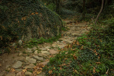 atmospheric autumn September forest moody dramatic scenic landscape with old curved paved trail...