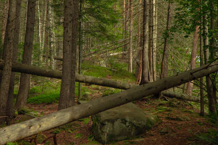 soft focus felling of trees after storm mountains pine forest scenic environment space