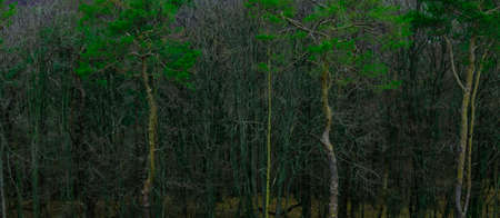 unfocused concept forest dark mystic trees green foliage evening twilight landscape scenic view