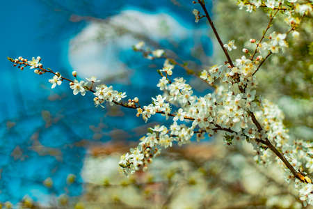 peaceful bloom spring time garden scenic view of tree white flowers soft focus nature objects on...