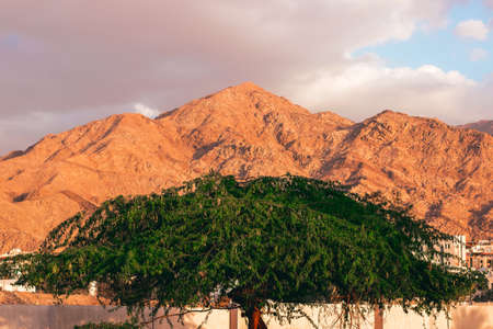 Middle East Jordan city scape view of tree foliage foreground and Eastern Arabian architecture building background with desert sand stone gorgeous mountains peak scenery in evening orange lightingの写真素材