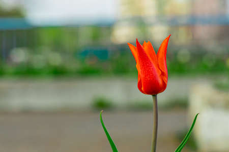 one tulip flower bed spring time bloom nature picture with blurred background spaceの写真素材