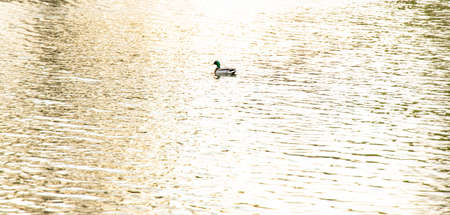 one duck float lake water calm surface in evening soft sun lighting animal life in nature...