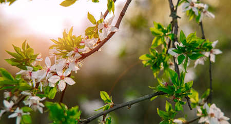 soft focus spring blossom tree foliage green leaves and white flowers in bright sun light glare...