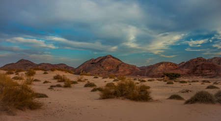 evening desert sand mountain tumbleweed scenery landscape view Western USA region