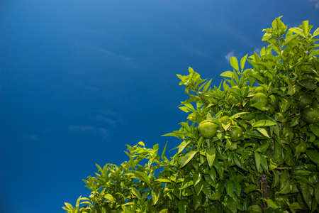 green lemon fruits on south tropic tree branches on empty blue sky background with sun light, copy space for text hereの写真素材