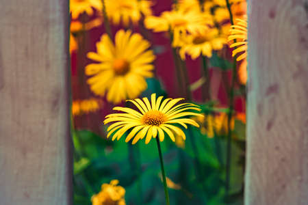 flower bed chamomile yellow flower garden nature floral scenic view vivid colorful photography with...
