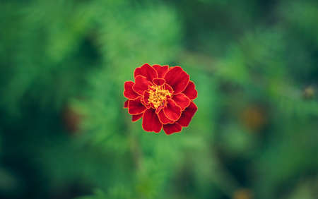 soft focus marigold single red and yellow flower from above foreshortening on unfocused green natural floral background, wallpaper pattern with empty space for copy or your textの写真素材