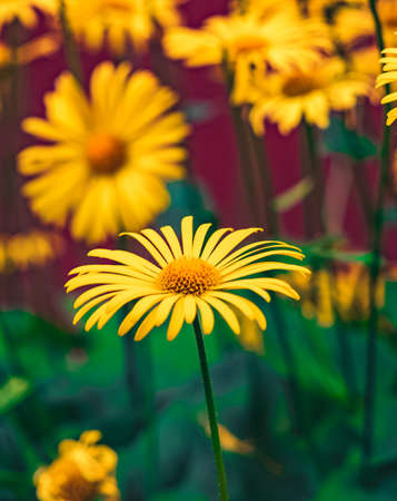 yellow flower chamomile herbal floral garden scenic view macro photography spring time blossom season of May month with natural blurred background space vertical format pictureの写真素材