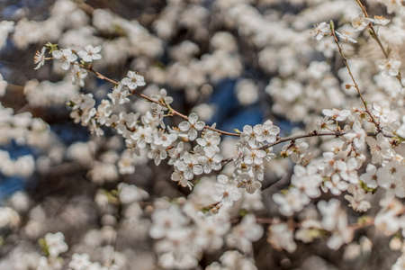 white flower tree branches foliage spring time blooming garden floral scenic view seasonの写真素材