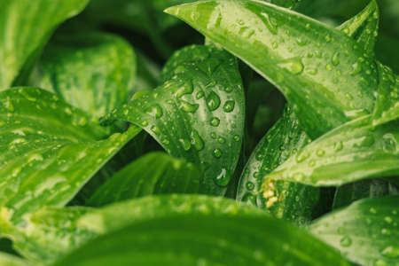 green leaves rainy drops foliage natural background texture surface tropic outdoor environment...