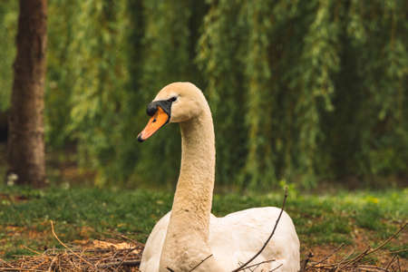 swan portrait adorable animal photography in national park reserve outside scenic view with unfocused background space of green moody foliageの写真素材