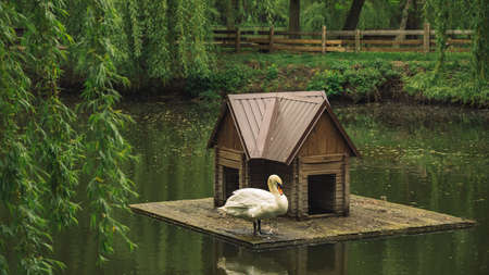 moody nature park scenic view with lonely swan and wooden cabin bird house animal care landscaping object float on water calm surface rainy weather day time rural environment spaceの写真素材