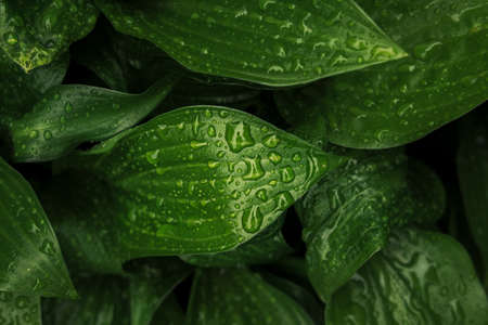 rain forest green macro nature photography leave with morning dew water drop ecology concept wallpaper background pictureの写真素材
