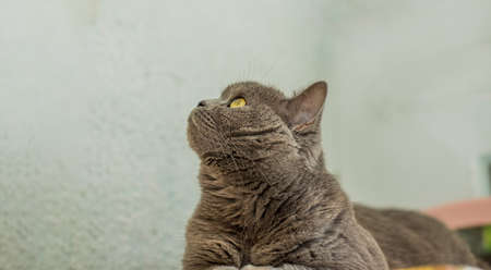 British cat portrait looking side ways indoor rustic space animal shelter concept pictureの写真素材