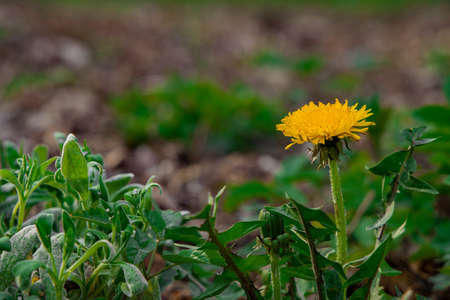 macro nature photography chamomile yellow flower surrounded by grass near for a ground in park...