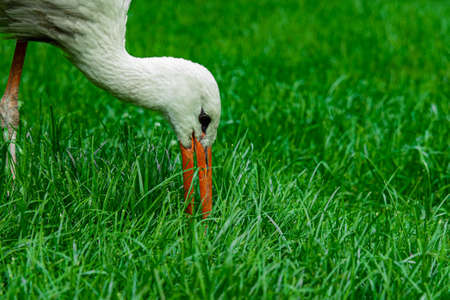 heron animal bird ornithology concept photography in summer day time with green grass vivid colorful outdoor environment spaceの写真素材