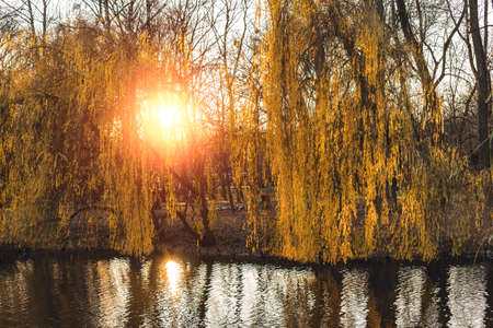 autumn park outdoor September scenic view fresh environment space of yellow tree foliage above calm lake water lightened by bright orange sun glare lightの写真素材