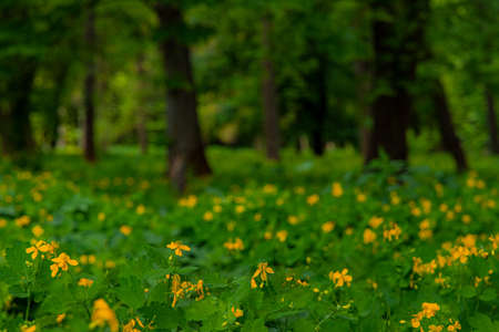 summer forest soft focus scenic view green leaves plant meadow with a lot yellow flowers here in bright colorful day timeの写真素材