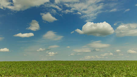 idyllic summer field landscape clean nature scenic view picturesque horizon line with vivid blue sky...